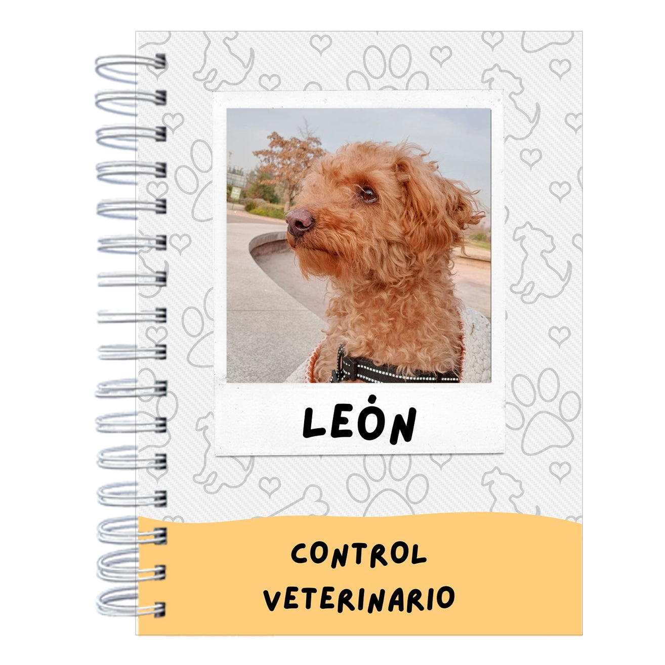 Control Veterinario aesthetic Photography